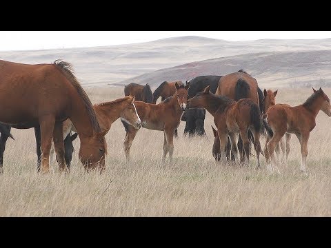 Видео: Табун с жеребятами.(конец апреля)