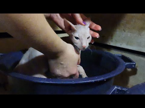 Видео: КУПАЕМ СТИЧА В БАНЕ 🐆