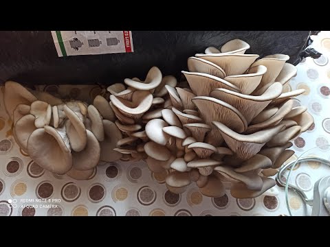 Видео: Вирощування грибів вдома . Гливи - Вешэнки . Від закладки до збору урожаю
