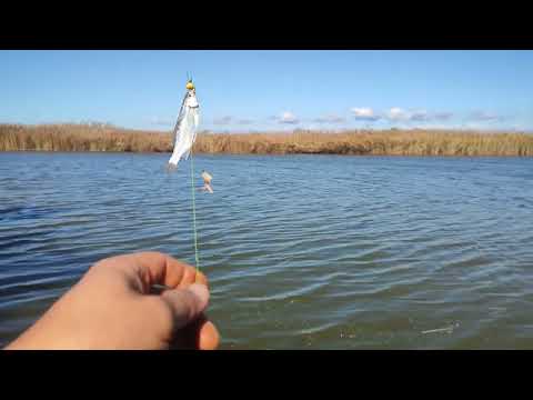 Видео: Рыбалка в Бриньковской