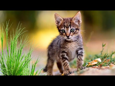 Видео: - Нам и кошки за глаза хватит, а этого подберёт кто-нибудь! – и котёнка выбросили на улицу