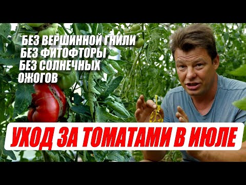 Видео: Хотите получить урожай томатов, без вершинной гнили, без фитофторы и прочих болячек и проблем