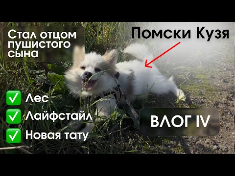 Видео: СТАЛ ОТЦОМ | ПУШИСТЫЙ СЫН ЗА 200К | НОВАЯ ТАТУ