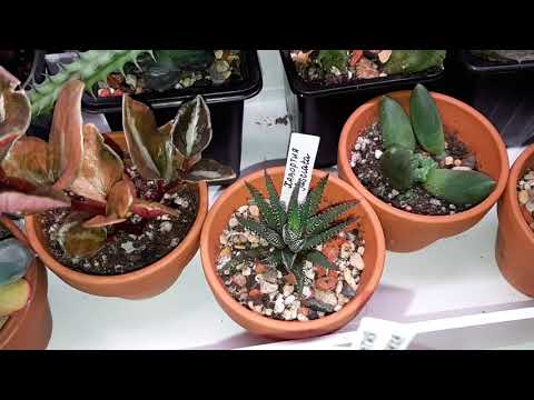 Видео: Джунгли в квартире. Обзор суккулентного подоконника. Новинки..