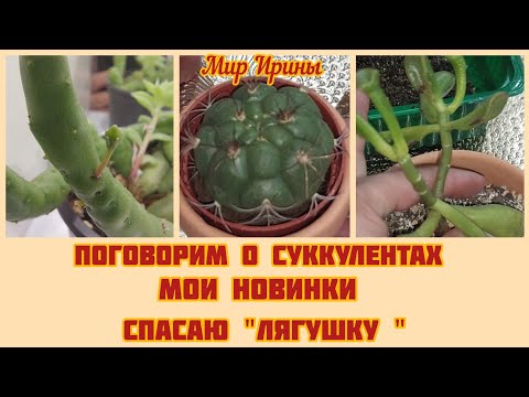 Видео: #мояколлекция Поговорим о суккулентах | Мои новинки | Спасаю "Лягушку"