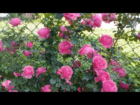 Видео: Эти розы должны быть в каждом саду!! Шикарное цветение Леонардо да Винчи и Бенжамин Бритен❤️❤️