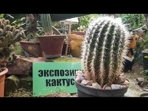 Видео: уфа 22 09 2025 большая теплица оранжерея комнатные но очень большие растения.птицы и рыба аква