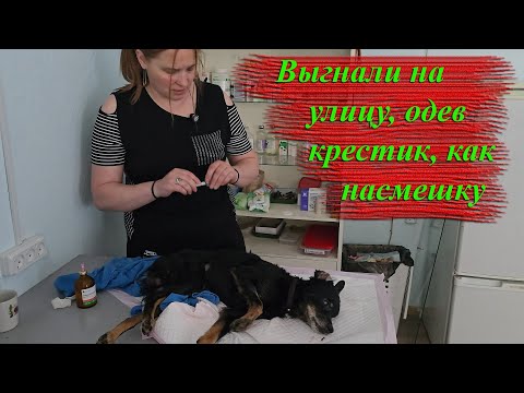 Видео: Собакен отслужил и его выдворили на пенсию... на улицу