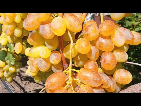Видео: Кращі сорти винограду для ринку