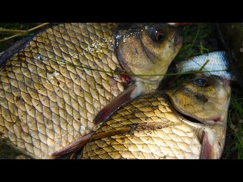 Видео: Ловля карася и леща на закидушки. Я мечтал о нём, и он все таки клюнул