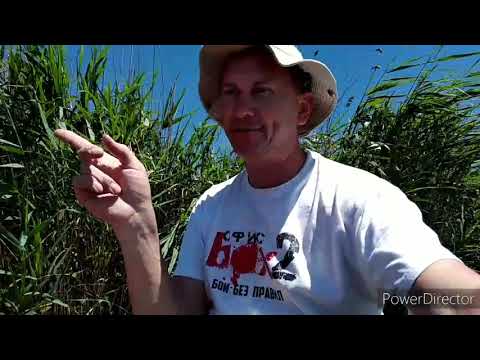 Видео: 15 июля 2020 г.