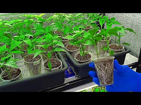 Видео: Перец выращиваю так и Проблем Не Знаю! Идеальный способ для сладкого и горького перца.