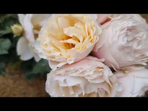 Видео: 🎵🎵Свіжість троянд,1 хвиля, 2024 р. Троянди з назвами.