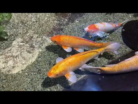 Видео: ОТДЫХ. ОКЕАНАРИУМ ОТЕЛЯ ЯЛТА ИНТУРИСТ