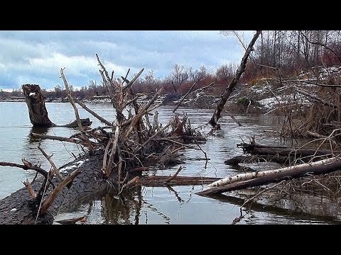 Видео: ДА ТУТ КРОКОДИЛОВ БОЛЬШЕ ЧЕМ КОРЯГ!!!! Трофейная рыбалка поздней осенью!!