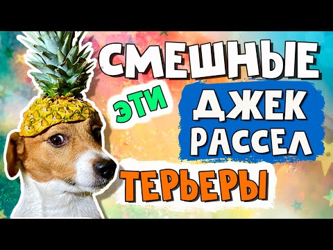 Видео: Эти смешные и забавные джек рассел терьеры/Часть 1/Funny Jack Russell Terrier Dogs Video Collection