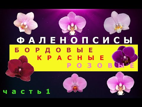 Видео: Фаленопсисы бордовых, красных, розовых оттенков . Часть 1.