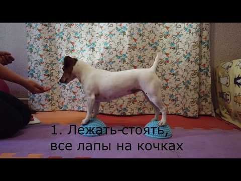 Видео: Дог-Фитнес | 17 упражнений