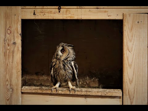 Видео: Будни биолога: центр реабилитации птиц "Воронье Гнездо"