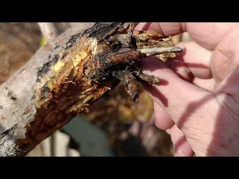 Видео: Лечение яблони на которую не обращала внимание несколько лет, этап зачистки и обработки.28.10.25.