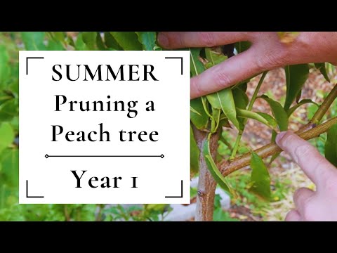 Видео: Летняя обрезка персикового дерева | Год первый 🍑🍑🍑 Зачем и как делать летнюю обрезку персиковых д...
