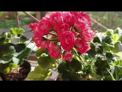 Видео: 8 сентября   Немного о  сорте Мальта Жемчужная свадьба