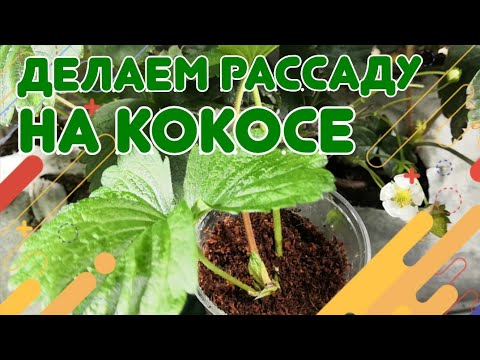 Видео: 🌱Делаем правильную рассаду клубники на кокосе. Промывка кокоса. Продажа рассады. Сажаем усы клубники