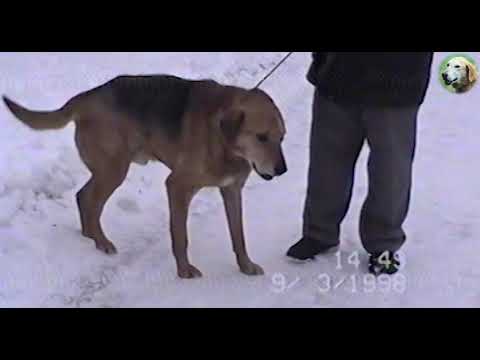 Видео: Образец работы Секции Гончих  в Мари Эл 1998г
