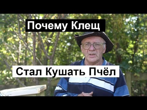 Видео: Пасека #130 Переход на натуральную Вощину, Избавление От Клеща пчеловодство для начинающих