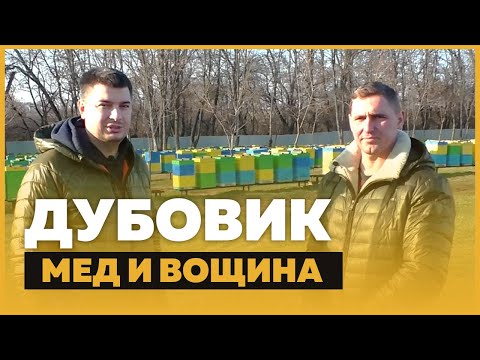 Видео: Дубовик – вощина, 700 пчелосемей итальянки, цена на мёд