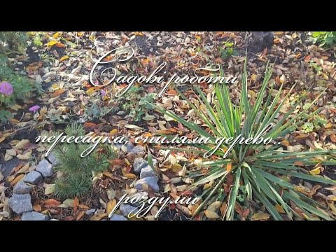 Видео: Осінні садові роботи 🙂одне садимо інше пиляємо😂