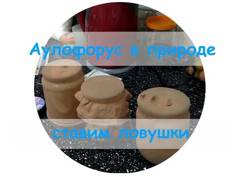 Видео: Аулофорус в природе ставим ловушки