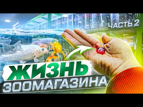Видео: Жизнь зоомагазина #2 - приехали аквариумные рыбки впервые в таком количестве 2022