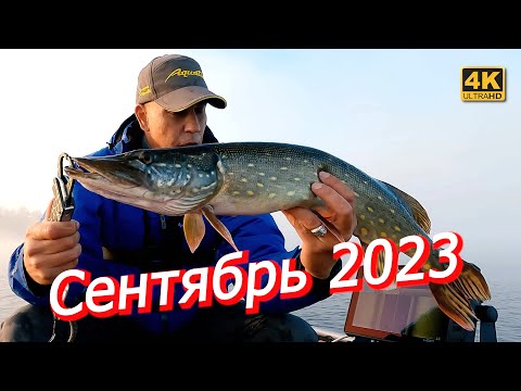 Видео: Рыбалка на спиннинг в сентябре 2023. Что этой рыбе надо?