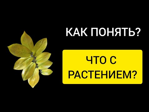 Видео: ЧТО происходит с растением | КАК понять и помочь? 
