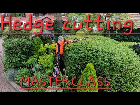 Видео: Мастер-класс LHL по стрижке живой изгороди