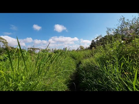 Видео: Строгино 🌴 Джангл-тропа