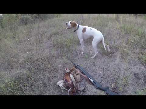 Видео: лов на фазан / pheasant hunting
