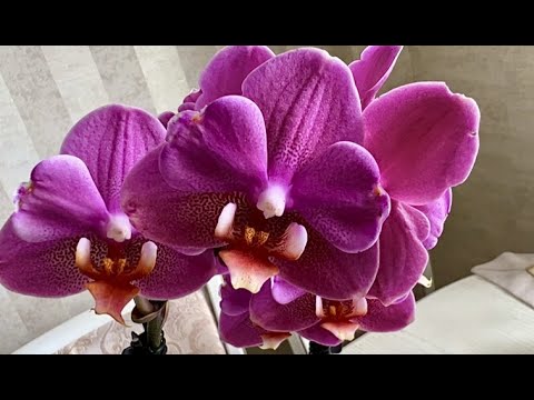 Видео: Самые любимые сорта орхидей на продажу. Леди Мармелад, Мэйджик Арт, Карин Алоха, Альбуфейра, Рим ...