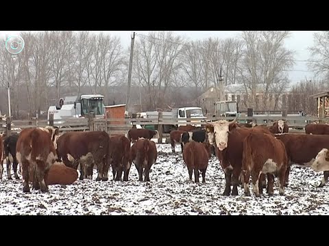 Видео: Начинал бизнес с одной коровы: история успеха фермера из Болотнинского района