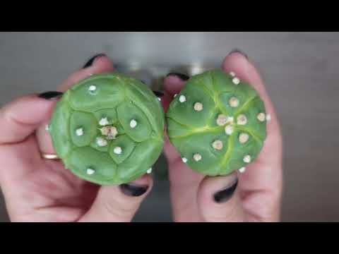 Видео: Покупки с кактус феста осень 2024. Часть 3. Кактусы и алоэ