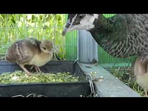 Видео: Содержание и Разведение Павлинов  Лайфхаки