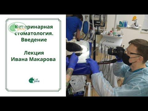 Видео: Ветеринарная стоматология. Введение. Канд.вет-х наук Иван Макаров [#YouTube_ветеринарные_курсы)