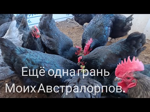 Видео: Утята из под квочек. 