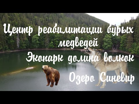 Видео: Синевир | Зоопарк Карпат | Экопарк долина волкок | Центр реабилитации бурых медведей.
