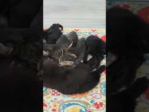 Видео: Магия моего утра✨️ #house #animals #flowers #music #orchid