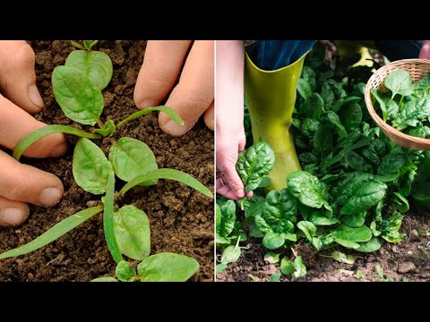 Видео: Руководство по выращиванию шпината. От посева до сбора урожая: полный цикл шаг за шагом