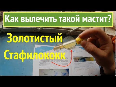 Видео: Мастит, который практически не лечится?