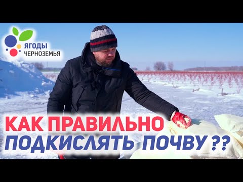 Видео: Голубика 2.0 # Подкисление почвы серой - профессиональная подготовка почвы под посадку.