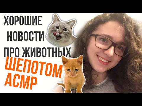 Видео: [ASMR] Читаю хорошие новости про животных 😺🙉🐻 ШЕПОТОМ